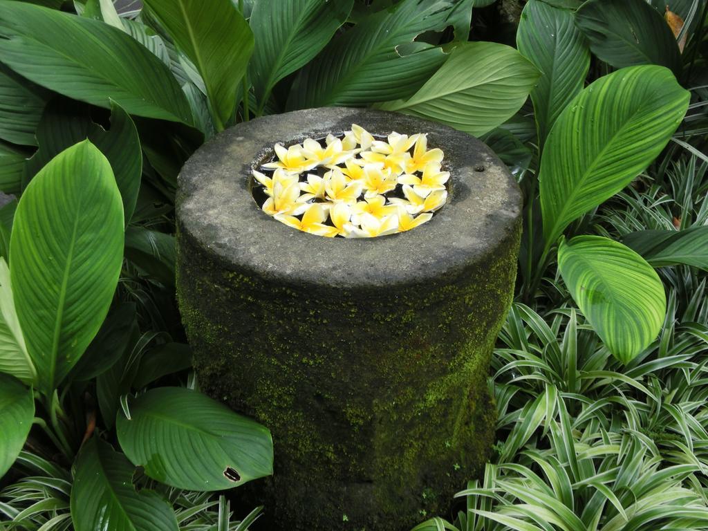 Latugu Homestay Ubud Exteriér fotografie